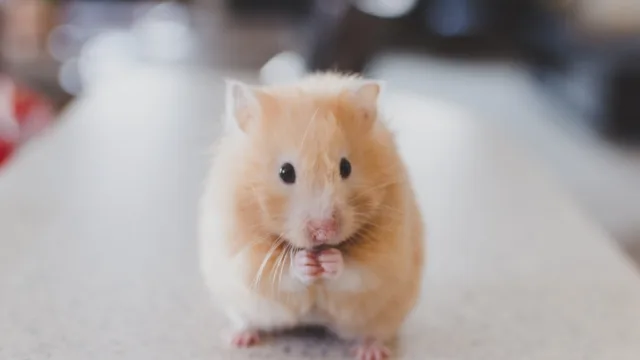 Abajoues : le fascinant système de garde-manger intégré du hamster
