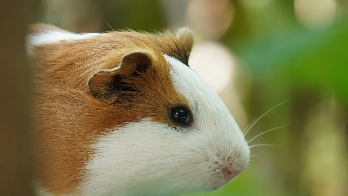 Refuge, éleveur, animalerie : où adopter son rongeur en conscience ?