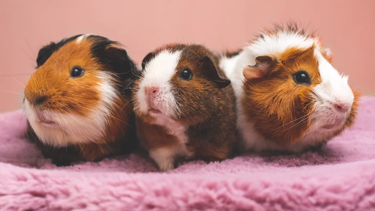 Adoption : les cochons d&rsquo;inde, grands oubliés des refuges