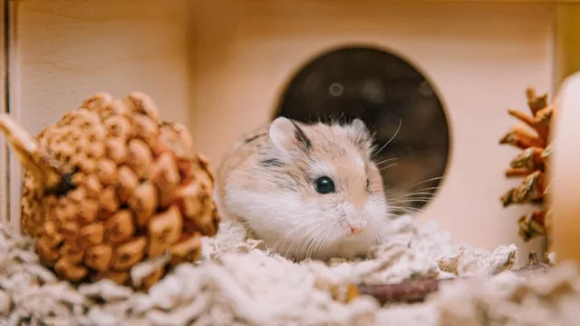 Apprivoiser son hamster : la méthode douce qui fonctionne vraiment