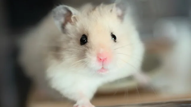 Non, on ne lave jamais un hamster à l&rsquo;eau, voici comment il se nettoie