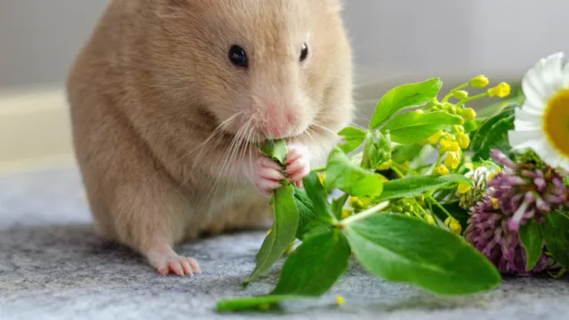 La roue de votre hamster est-elle en train de lui abîmer le dos ?