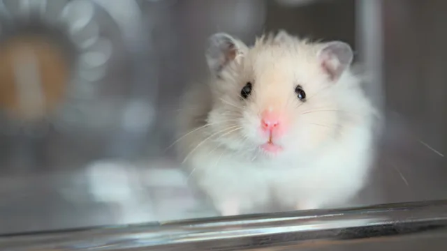 La boule d&rsquo;exercice pour hamster, fausse bonne idée devenue controverse