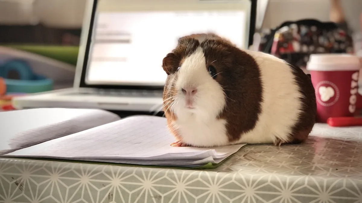 Pourquoi il ne faut jamais adopter un cochon d&rsquo;inde seul