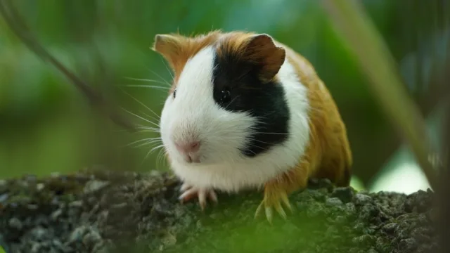 Lapin et cochon d&rsquo;inde ensemble : pourquoi les experts disent non