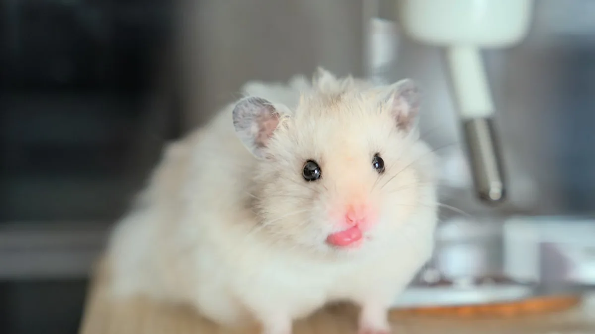 Diabète du hamster nain : l&rsquo;épidémie silencieuse liée aux friandises sucrées
