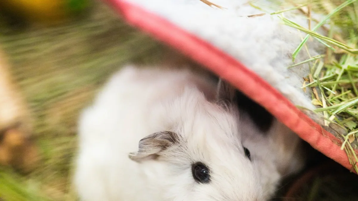 Péruvien, sheltie, texel : le défi quotidien des cochons d&rsquo;inde à poil long