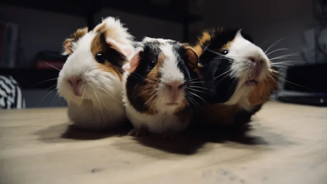 Combien d&rsquo;années vivrez-vous avec votre cochon d&rsquo;inde ?