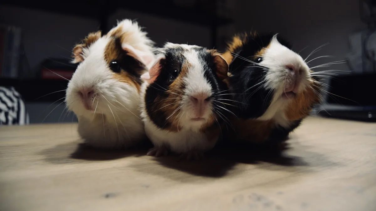 Combien d&rsquo;années vivrez-vous avec votre cochon d&rsquo;inde ?