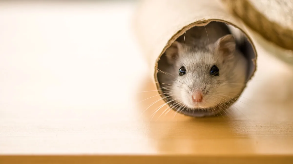 Deux à trois ans : pourquoi la courte vie du hamster n&rsquo;est pas une fatalité triste