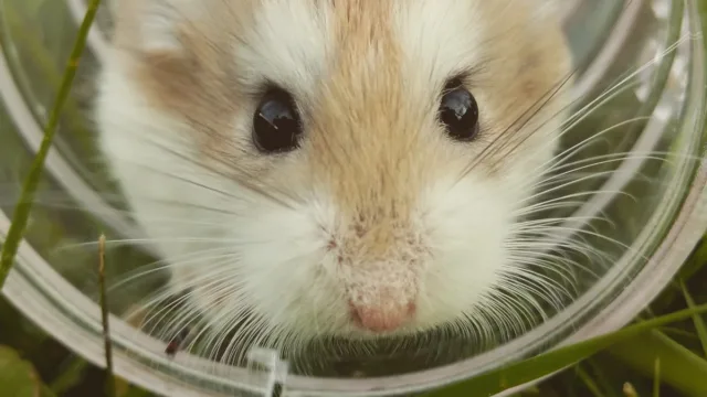 La tendance des habitats naturels transforme la vie des hamsters domestiques