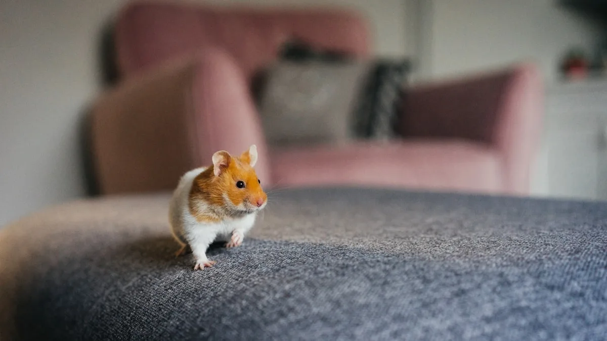 Votre hamster dort toute la journée ? C&rsquo;est parfaitement normal