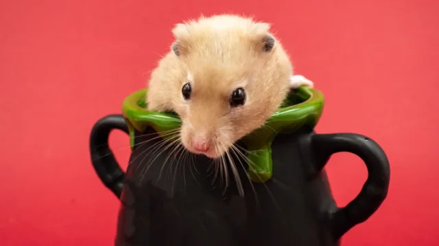 Hamster doré ou hamster nain : lequel est fait pour vous ?