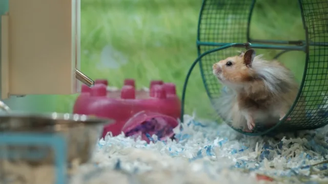 Le saviez-vous ? Le hamster doré est menacé dans son milieu naturel