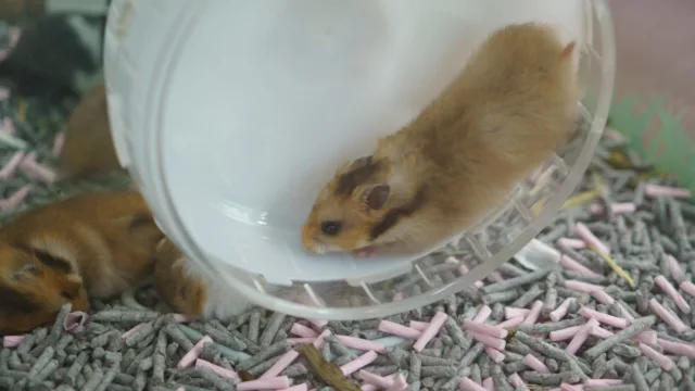 Le roborovski, ce hamster miniature qui court plus vite que son ombre