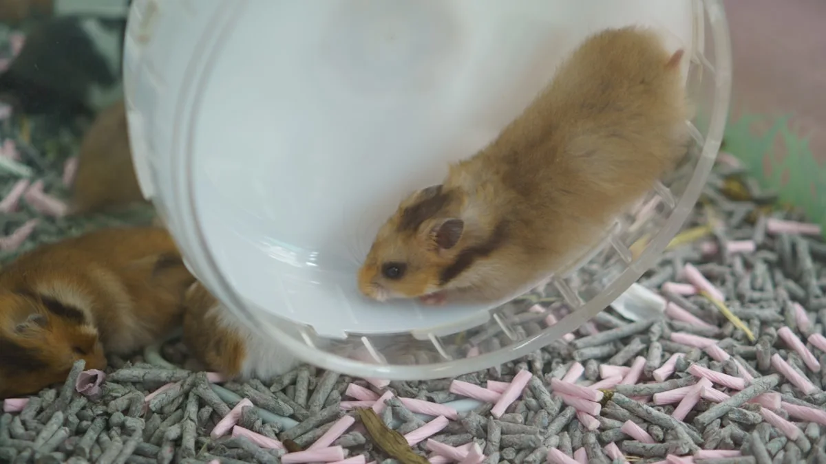 Le roborovski, ce hamster miniature qui court plus vite que son ombre