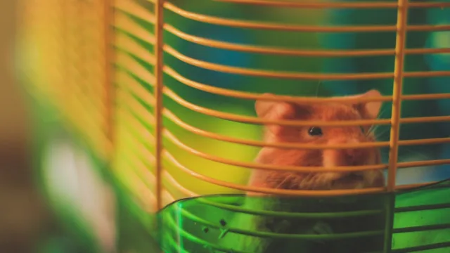 Deux hamsters dans une cage : l&rsquo;erreur qui finit toujours mal