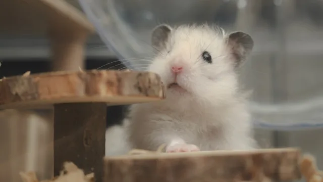 Ce hamster qui semblait mort était en torpeur : le phénomène à connaître absolument