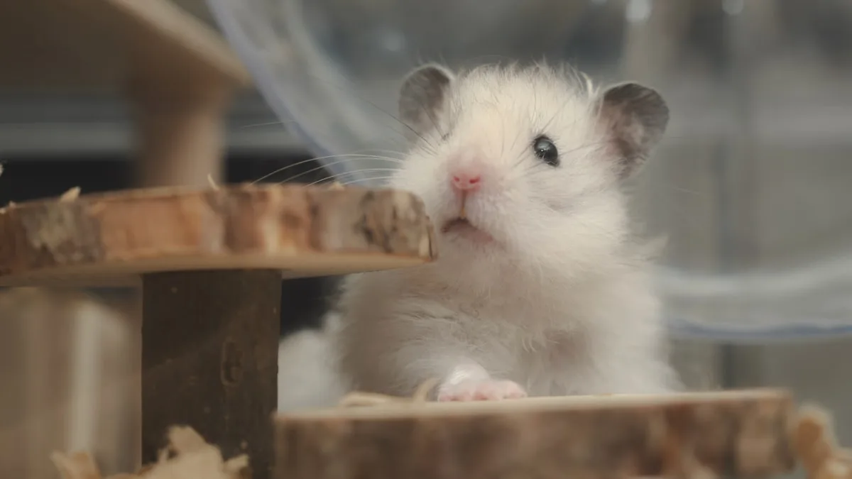 Ce hamster qui semblait mort était en torpeur : le phénomène à connaître absolument