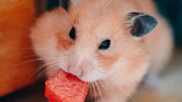 Mélange de graines ou granulés : le grand débat de la gamelle du hamster