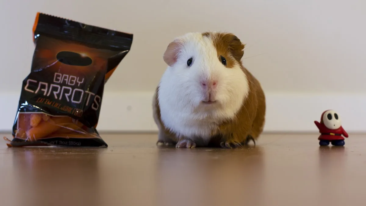 Le « popcorning », cette explosion de joie propre au cochon d&rsquo;inde