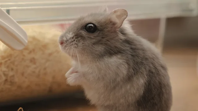 Rongeurs, chat et chien sous le même toit : mission impossible ?