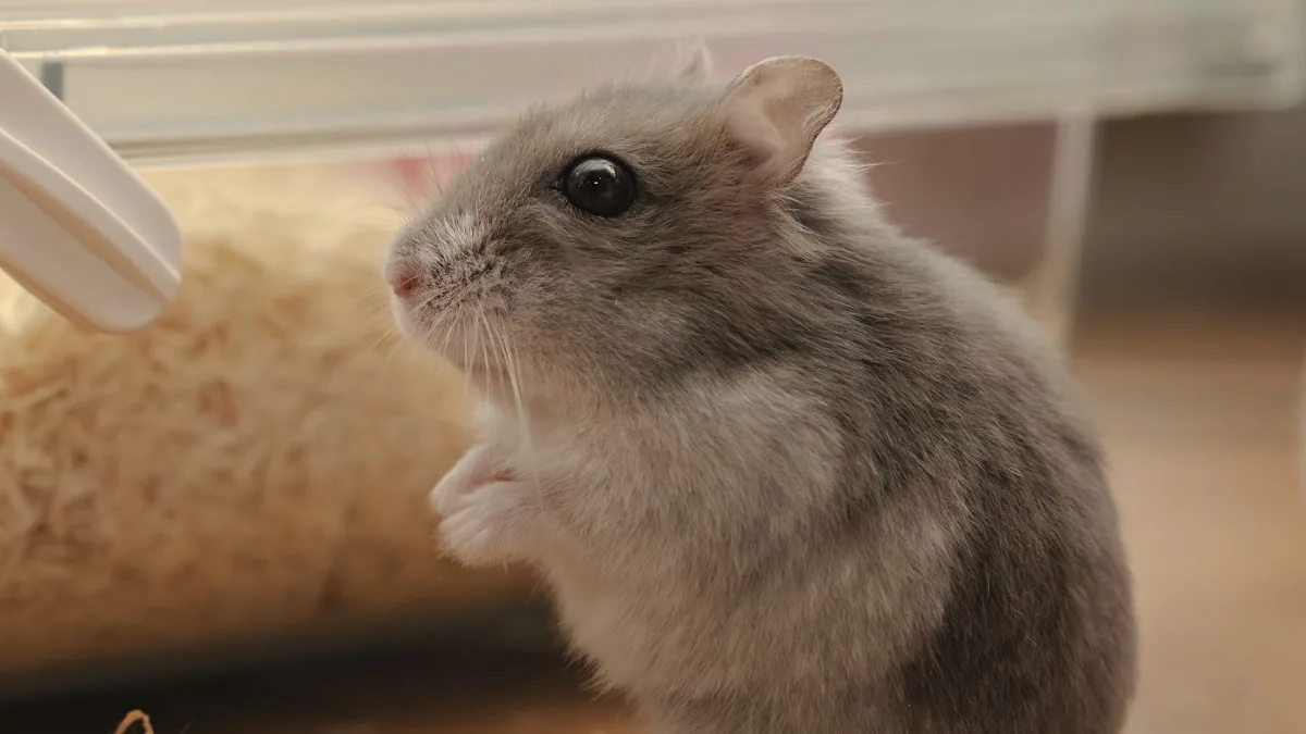Rongeurs, chat et chien sous le même toit : mission impossible ?