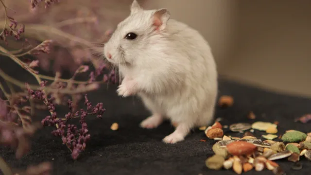 Cages à hamster : pourquoi les standards d&rsquo;hier sont devenus inacceptables