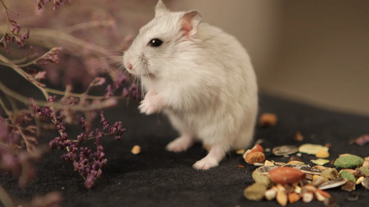 Cages à hamster : pourquoi les standards d&rsquo;hier sont devenus inacceptables