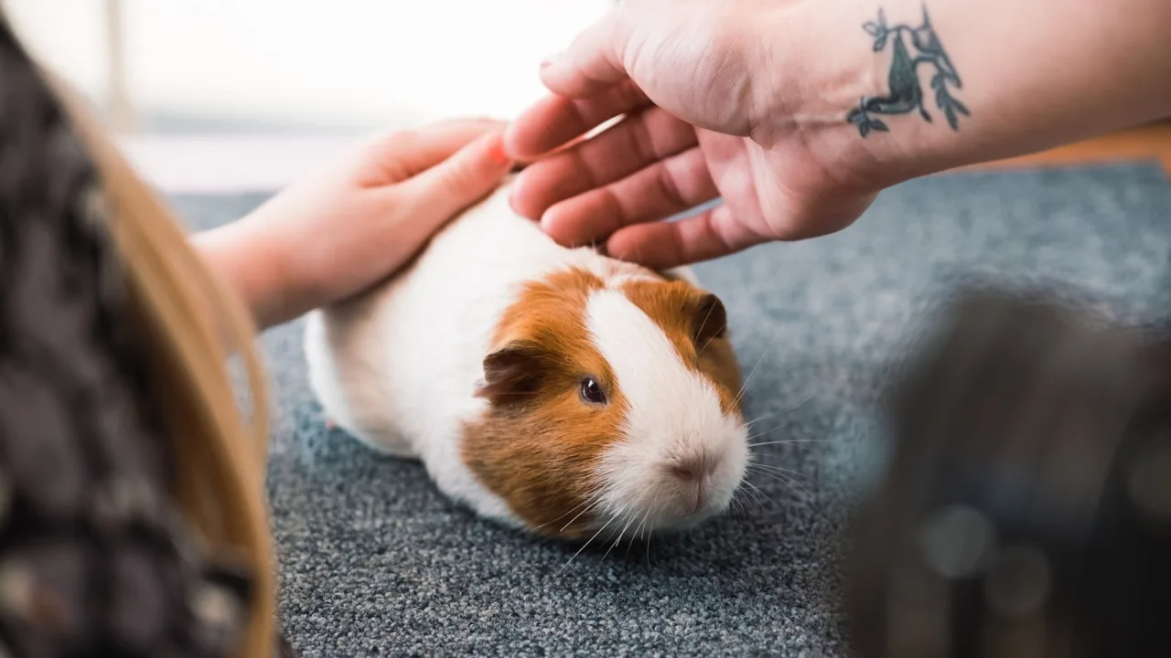 Jeune cochon d'Inde tenu delicatement a deux mains pour un examen de routine