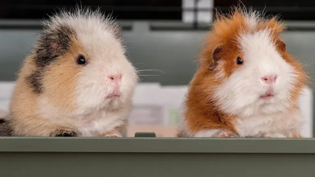 Biberon ou gamelle : combien un cochon d&rsquo;Inde boit vraiment par jour