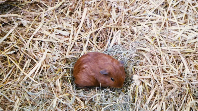 Où placer la cage de son cochon d&rsquo;Inde : le bruit compte plus que la place