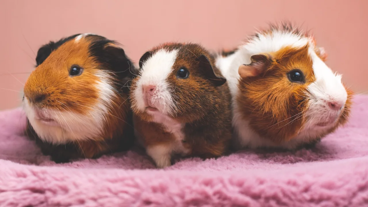 Cochon d'Inde tenu dans les mains, plante des pattes inspectée lors du contrôle hebdomadaire