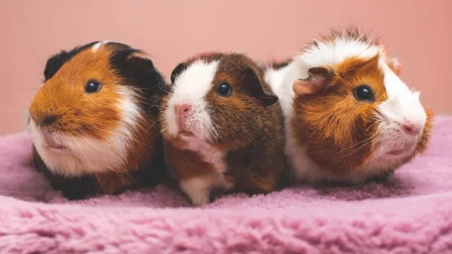 Pododermatite du cochon d&rsquo;Inde : 4 semaines ou 6 mois, tout se joue tôt