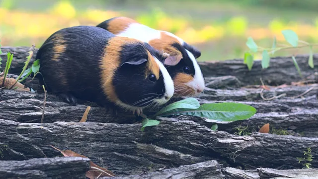 Stase digestive du cochon d&rsquo;Inde : 12 heures sans manger, et l&rsquo;urgence commence