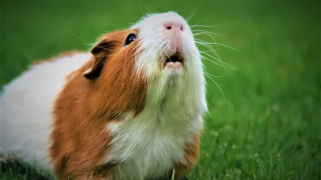 Éternuements du cochon d&rsquo;Inde : pourquoi un coryza ne passe jamais tout seul