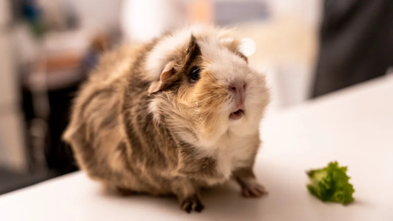 Cochon d'Inde dégustant une rondelle de concombre à côté de légumes d'été