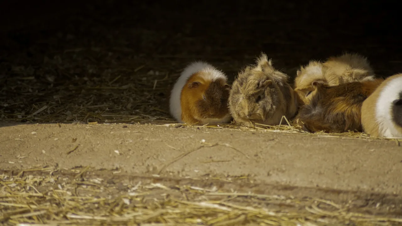 Femelle cochon dInde entourée de ses petits nouveau-nés dans une litière de foin