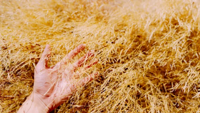 Nettoyer la cage du cochon d&rsquo;Inde : la fréquence qui protège ses poumons