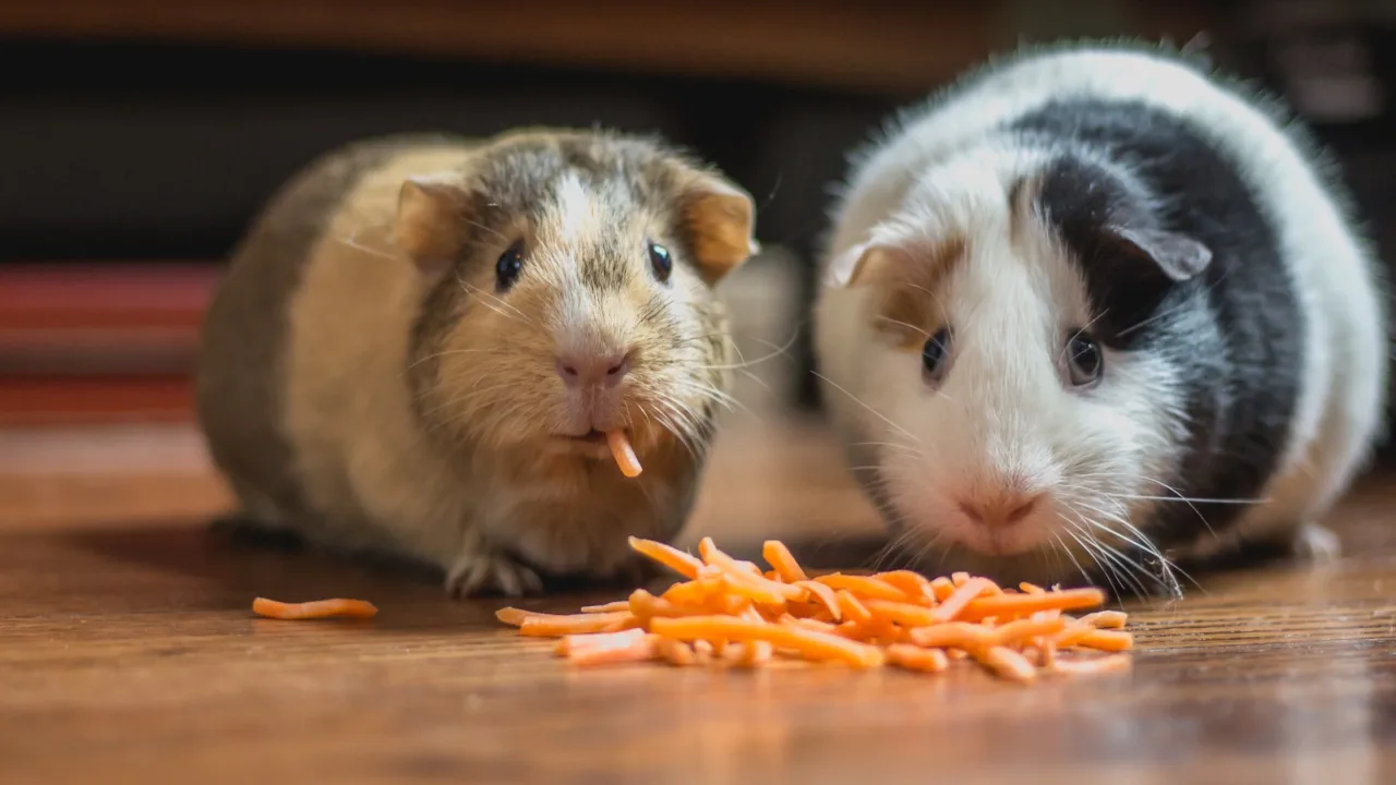 Deux cochons dInde dans un grand enclos intérieur garni de foin et de cachettes
