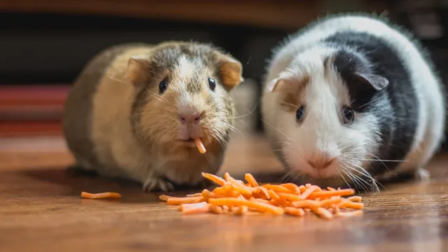 Deux cochons d&rsquo;Inde : la surface minimale que presque aucune cage n&rsquo;atteint